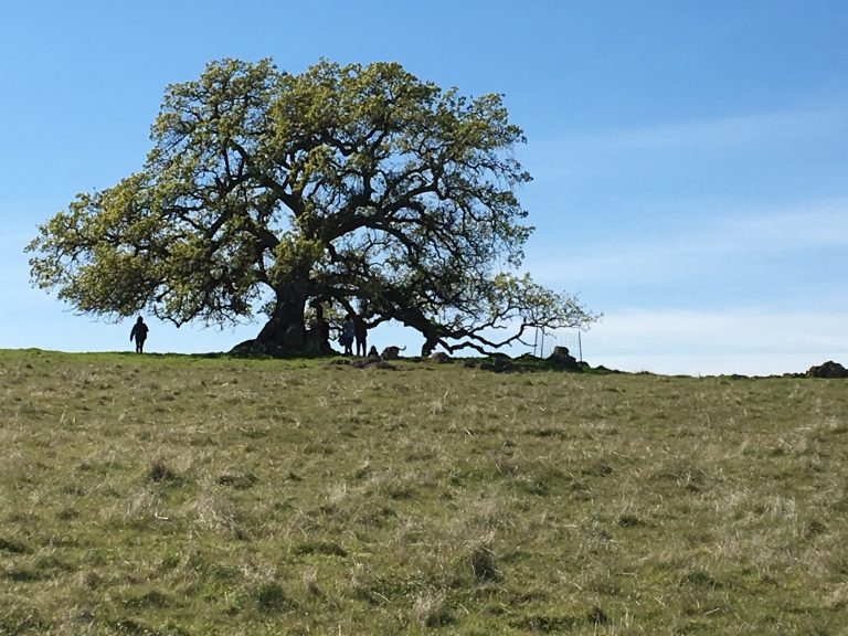 Lone Tree